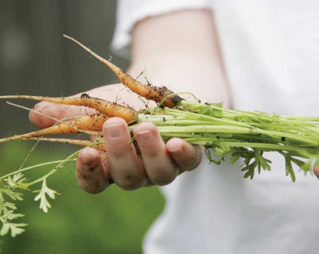 Handed-Down Harvest: Grow the Best Heirloom Varieties